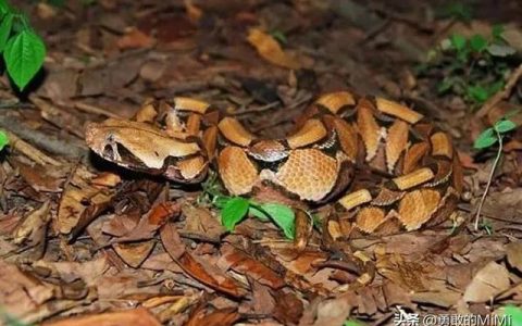 加蓬咝蝰蛇图片（加蓬蝰蛇的图片）