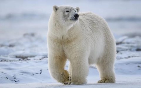 科迪亚克棕熊和北极熊哪个大（科迪亚克棕熊和北极熊哪个大一点）