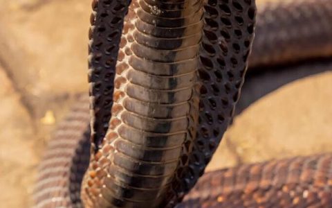 金刚眼镜王蛇，240秒能致人死亡，毒液喷出3.6米，银环蛇当作食物