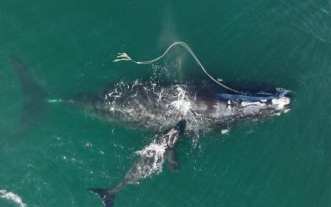 北太平洋露脊鲸灭绝（北太平洋露脊鲸图片）